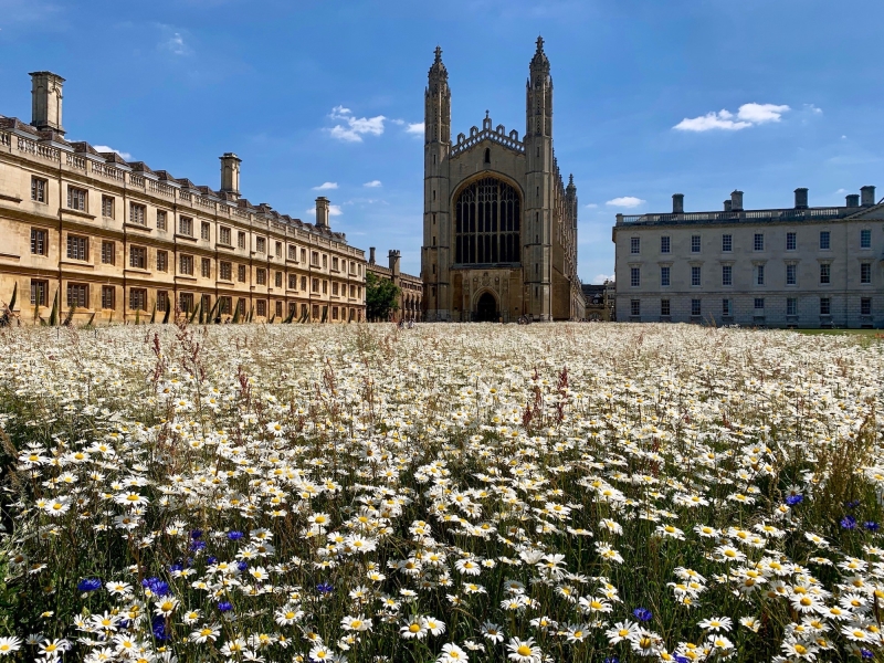 King's College Fellows' Garden and Provost's Garden